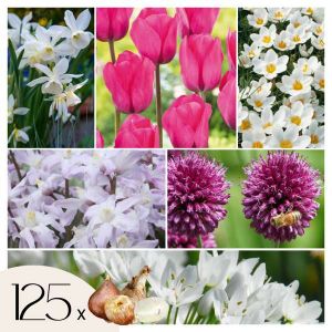 Bulb Garden Pink - 125x Mélange de Bulbes - Narcisse, Allium, Crocus, Tulipe