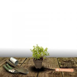 Sauge Joy/Godet - 5/20 cm