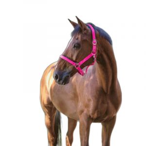 Symantec Licol pour cheval Norton Fluo