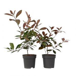 Photinia fraseri 'Red Robin' - Set de 6 - Persistantes - ?17cm - Hauteur 30-40cm