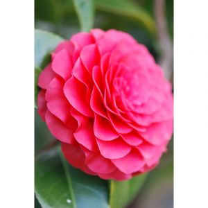 Cam&eacute;lia 'roger hall' taille du pot - en