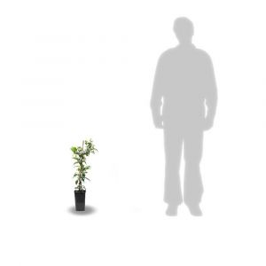 Image de Cl&eacute;matite Baltyk/Pot de 3L - Echelle bambou 60/120 cm