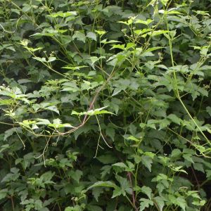 Vigne d'ornement aconitifolia/Pot de 1,5L - Tuteur bambou 30/60 cm