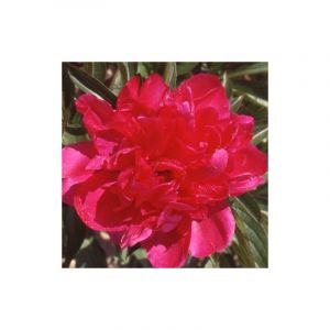Pivoine herbacée Richard Carvel/Pot de 2L - 10/20 cm