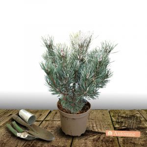 Pin sylvestre sylvestris Chantry Blue/Pot de 5L - 40/60 cm