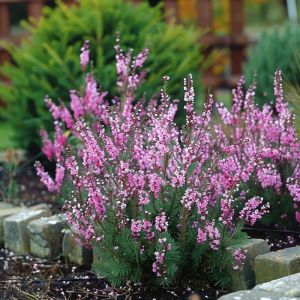 100 Graines de Bruyère - massif fleurs plante mellifère jardin- semences paysannes reproductibles - SemiSauvage