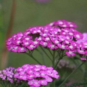2 Achill&eacute;es 'Cerise Queen' (Achillea 'Cerise Queen') - Vendu par 2 - Lot de 2 godets