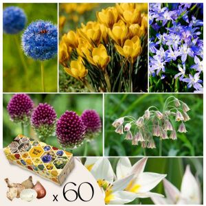 Wild Bee Hotel Box - 60 bulbes - Guide hôtel à abeilles - Résistant au gel