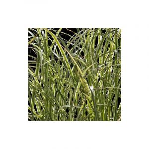 Herbe à éléphant Variegatus/Godet