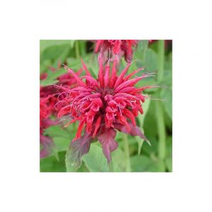 Monarde Cambridge Scarlet/Godet