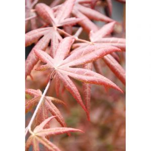 Erable 'starfish' (grande taille) taille du pot - en pot de 10 litres