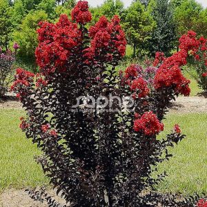 Lilas des Indes Black Diamond Red Hot, Lagerstroemia/Pot de 3L