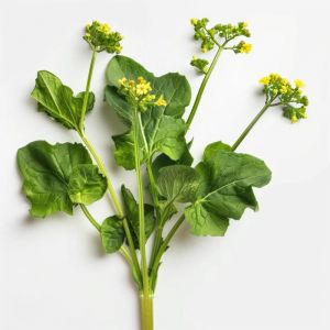 500 Graines de Moutarde Noire - plantes aromatique potager- semences paysannes