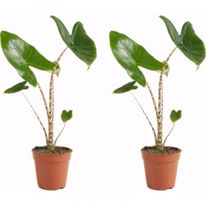 Bloomique - Lot de 2 - Alocasia Zebrina - Oreille d'&eacute;l&eacute;phant - Plantes d'int&eacute;rieur - Purificateur d'air - 30-50 cm de haut - Pot de 14 cm