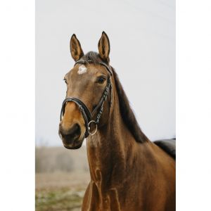 Bridon équitation Norton Club Strass V