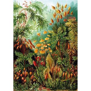 KS Games Puzzle 1000 pièces : Muscinés