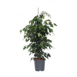 Ficus pleureur, Ficus benjamina 'Danielle', 100cm