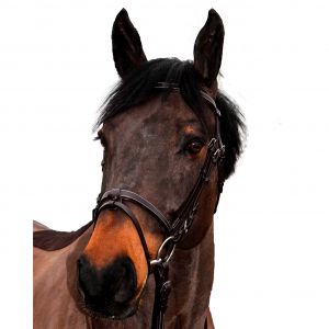 Bridons équitation pour cheval Canter Club