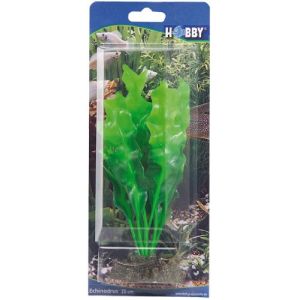 Hobby Echinodorus