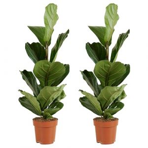 Lot de 2 - Ficus Lyrata - Plante à feuilles de violon - Plantes d'intérieur - Purifiant l'air - Facile d'entretien - 80-100 cm de haut - Pot 21 cm