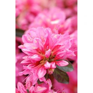 Azal&eacute;e du japon 'mme van hecke ' taille du pot - en pot de 3 litres