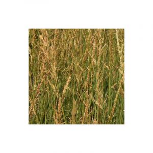 Molinie élevée arundinacea Windspiel/Godet
