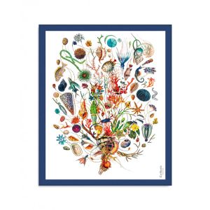 Carthusia Pareo de algod&oacute;n A'mmare fondo blanco borde azul