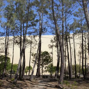 Artis Toile 30x30cm pin et dune bassin