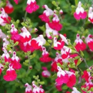 2 Sauges Bicolore 'Little Kiss' (Salvia Microphilla 'Little Kiss') - Vendu par 2 - Lot de 2 godets