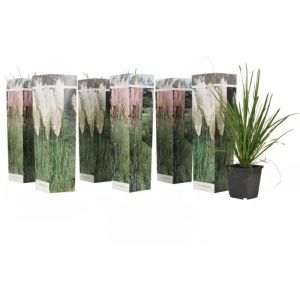 Image de Bloomique - M&eacute;lange de 6 - 3x Rose - 3x Blanc &ndash; Herbe de Pampa &ndash; Gramin&eacute;es Ornementales &ndash; Rustiques &ndash; ⌀9 cm - 15-20 cm