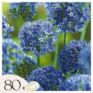 Allium Caeruleum - Bulbos x80 - Allium Azul Celeste - Bulbos de Flores