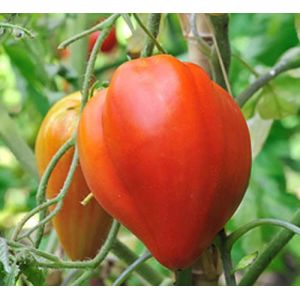 Image de 35 Graines De Tomate Coeur De Boeuf