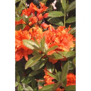 Azal&eacute;e de chine 'gibraltar' taille du p