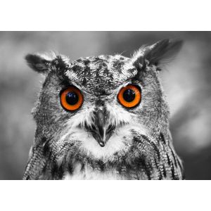 Hibou Curieux