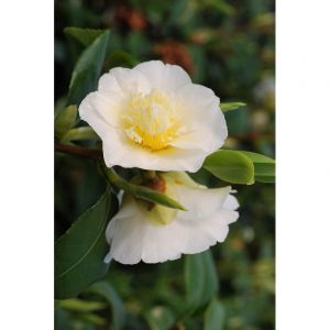 Cam&eacute;lia 'gwenneth morey' taille du pot