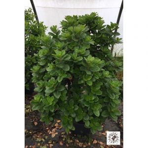 Arbousier unedo 'peace and love' taille du pot - en pot de 3 litres