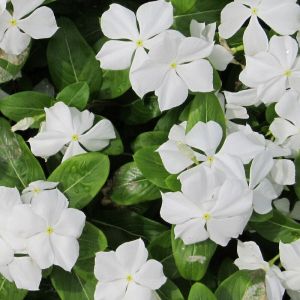 Pervenche Gertrude Jekyll/Godet - 5/20 cm