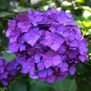 Fleur - Hortensia Bodensee - Hydrangea macrophylla bodensee Pot 3L