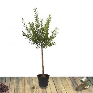 Prunier x domestica Reine Claude de Chambourcy/Pot de 10L - Gobelet 2 ans