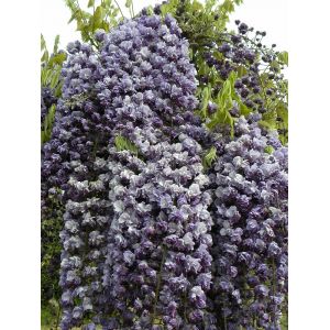 Bellevue Distribution Glycine du Japon floribunda Violacea Plena/Pot de 3L Violette