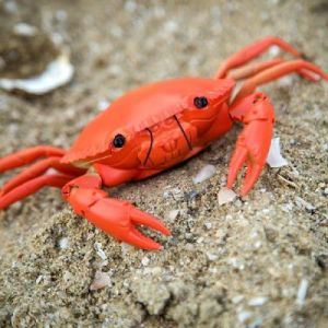 Image de Crabe téléguidé radiocommandé gris