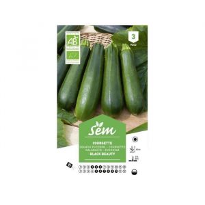 Graines potagères courgette verte noire maraichère