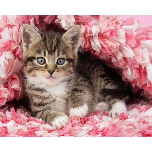 Figured'Art Peinture par Num&eacute;ro Adulte avec Cadre Chaton enrob&eacute; - Activit&eacute; Manuelle Kit de Loisir Cr&eacute;atif DIY Num&eacute;ro d'Art Complet - 40x50cm toile tendue sur ch&acirc;ssis