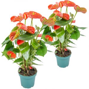Anthurium Aristo Orange - BLOOMIQUE - Solara - Facile d'entretien - D14 cm - H45-55 cm