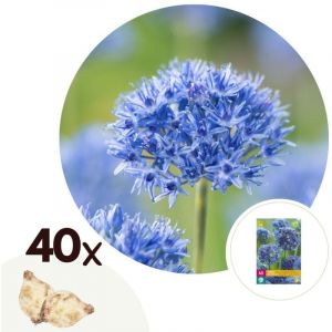 Allium Caeruleum - Bulbos x40 - Allium Azul Celeste - Bulbos de Flores