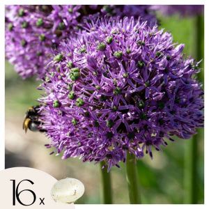 Allium Gladiator - 16x Bulbes d'Oignon Ornemental - Oignon Ornemental Géant