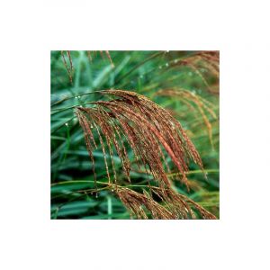 Miscanthus, Roseau de Chine transmorrisonensis/Godet - 5/20 cm