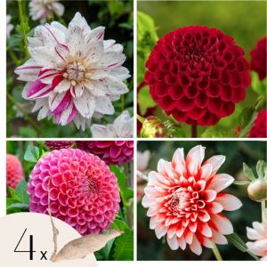 Dahlias - Set de 4 - Dahlia 'Bouqet Sunset' - Bulbes &agrave; fleurs