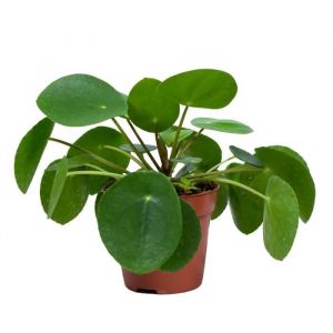 Usine de crêpes - Pilea 'Peperomioides' par pièce - Plante d'intérieur en pot de pépinière ?12 cm - ?10-15 cm - Green