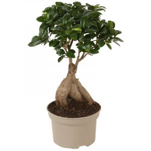 Bonsai Ficus Ginseng - Plante d'intérieur - Pot 12cm - Hauteur 30-40cm - Vert